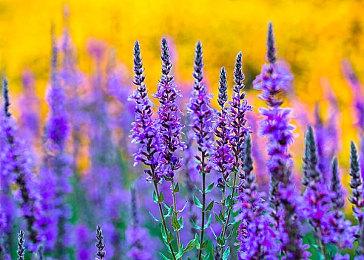 任天堂Switch后续游戏机名称也许叫这个