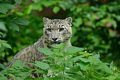 原版《最终幻想7》成功要归功于CG动画 更符合西方玩家口味